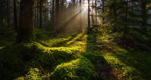 Vous imaginez un monde sans forêts ?